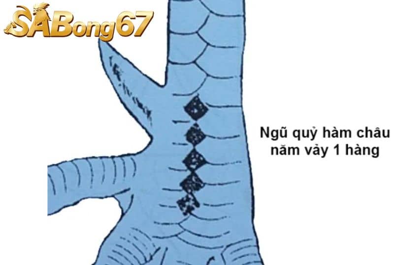 Vảy gà ngũ quỷ là loại vảy vô cùng đặc biệt và quý hiếm Vảy gà ngũ quỷ là loại vảy vô cùng đặc biệt và quý hiếm