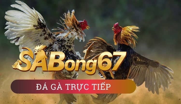 Sabong67 - Website trực tiếp đá gà chất lượng nhất hiện nay Sabong67 - Website trực tiếp đá gà chất lượng nhất hiện nay